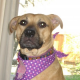 Josie – HHS Featured Pet for July