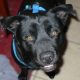 HHS – June’s Pet of the Month